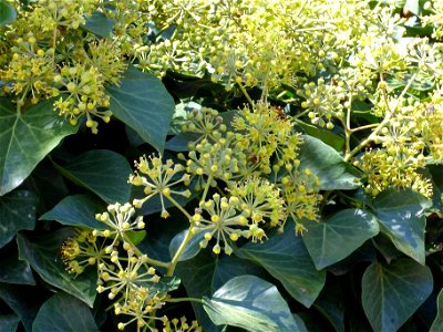 Hedera helix inflorescences, Parque Gasset (Ciudad Real), Spain