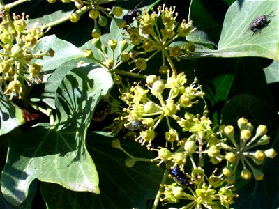Hedera helix pollinators, Parque Gasset (Ciudad Real), Spain