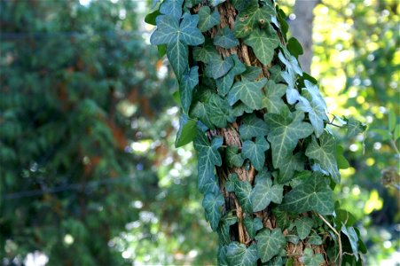 Hedera helix clinging to an Acacia photo