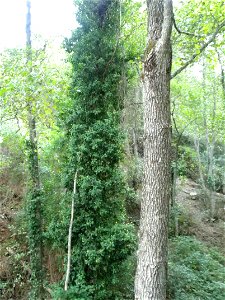 Hedera helix habit, Sierra Madrona, Spain photo