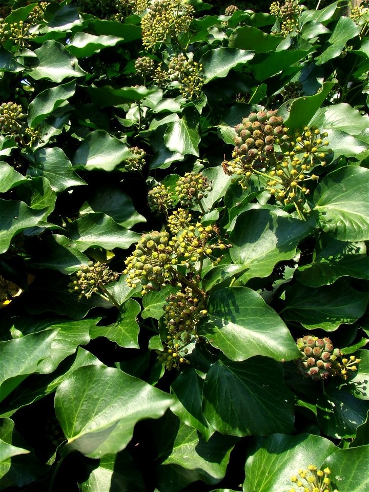 Hedera helix (közönséges borostyán) lombozata közelről