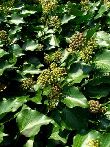 Hedera helix (közönséges borostyán) lombozata közelről