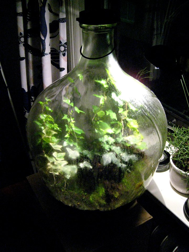 Micro-ecosystem with hedera helix in a sealed carboy.