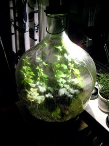 Micro-ecosystem with hedera helix in a sealed carboy. photo