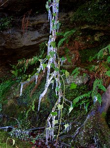 Ivy covered with a layer of ice photo