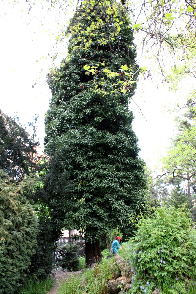 Hedera helix, Common Ivy, Botanical Garden Brno, Botanická street, Czech Republic, liana on Larix decidua, spring, 2006(?).