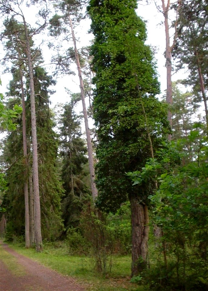 Image title: Ivy forest Image from Public domain images website, http://www.public-domain-image.com/full-image/nature-landscapes-public-domain-images-pictures/forest-public-domain-images-pictures/ivy- photo