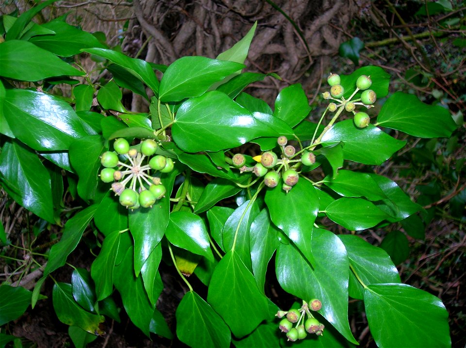 Ivy (Hedera helix) with fruits. Lawthorn Wood. North Ayrshire. Scotland.