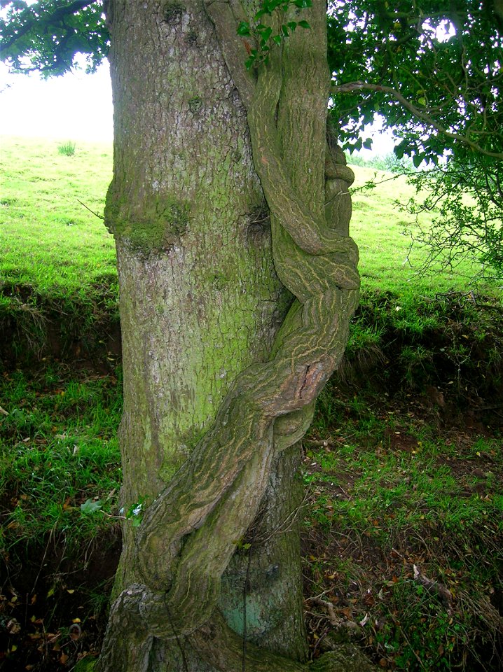 Ivy (Hedera helix) on a tree. An old specimen with a thick stems. Taken at Saint Anne's Holy Well, Burnawn, Galston, Ayrshire. Scotland. Suggestive of a person clinging to the tree's trunk.