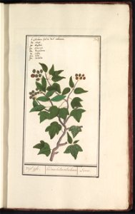 IdentificatieTitel(s): Klimop (Hedera helix)Veijl ijfte. / hedera helix velarborea / Lierre. (titel op object)Objecttype: tekening Objectnummer: RP-T-BR-2017-1-11-9Omschrijving: Hedera. Genummerd rech