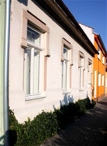 Hlavní street, Hedera helix (Ivy), Brno-Komín photo