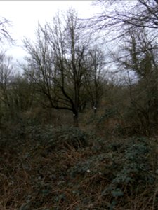 Naturdenkmal "Speierling" in den Rödern, Ossenheim, unbelaubt im Frühling, der süd- und der nordöstliche, unbelaubt im Frühling photo