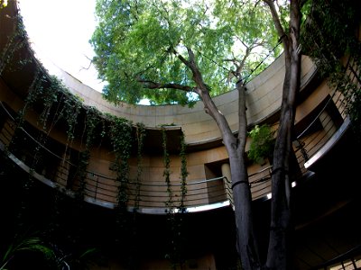 Lledoner (Celtis australis) situat a l'entrada del Jardí botànic de València.
