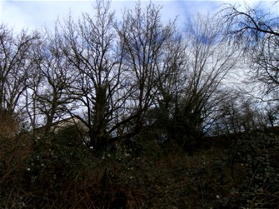 Naturdenkmal "Speierling" in den Rödern, Ossenheim, unbelaubt im Frühling, der südöstliche, unbelaubt im Frühling photo