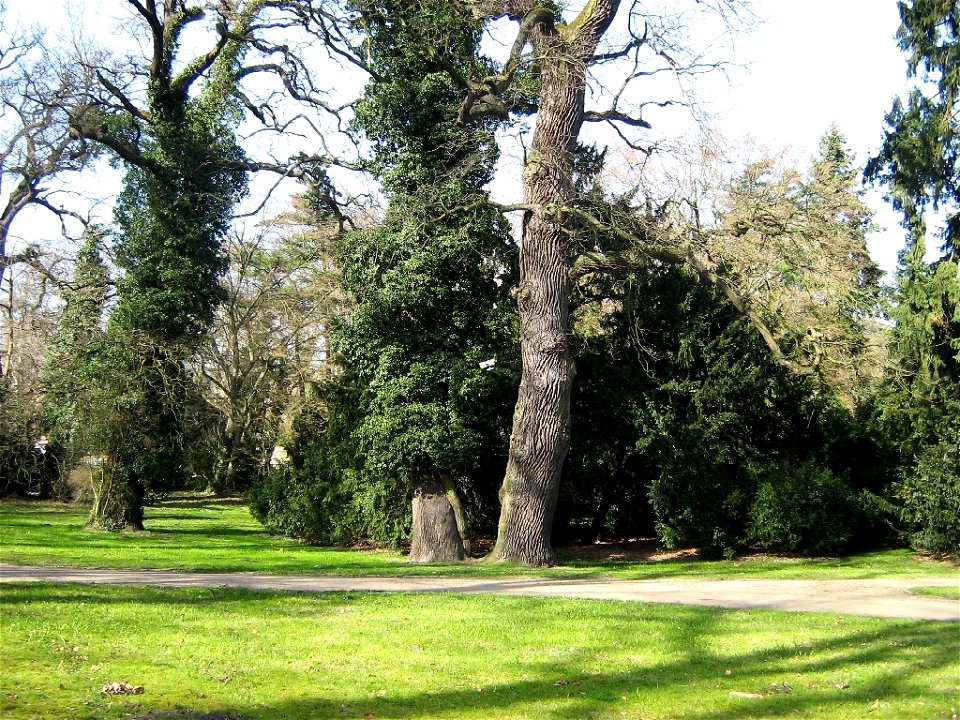 Park Sanssouci, alte Eichen und Efeu.