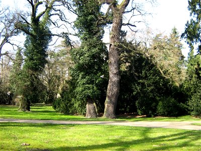 Park Sanssouci, alte Eichen und Efeu.