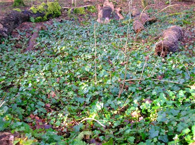 Ivy dominated woodland known as the 'Ivy Palace', Speir's school, Beith, North Ayrshire, Scotland.