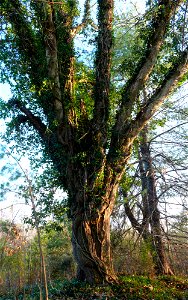 An ivy-covered tree in the woods.Photo taken with a Panasonic Lumix DMC-FZ50 in Caldwell County, North Carolina, USA. photo