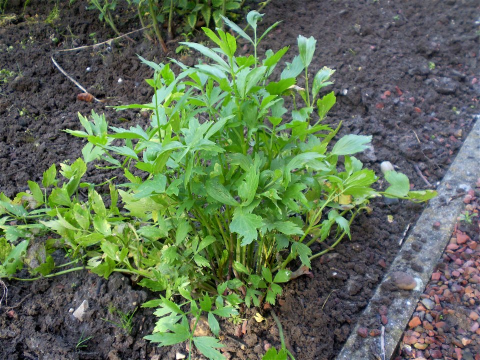 Levisticum officinale