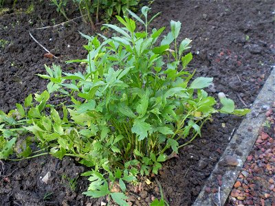 Levisticum officinale
