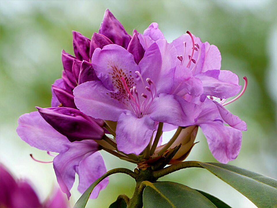 Hypoglaucum purple single bloom