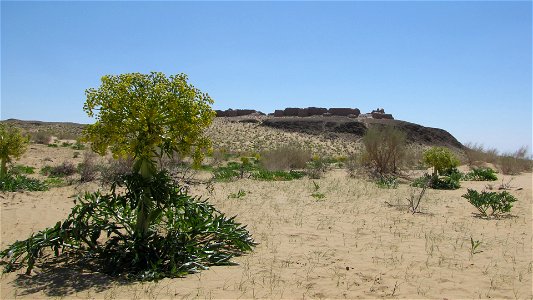 Ferula assa-foetida near the fortress of Ayaz Kala in the republic of Karakalpakstan and the Kyzyl Kum desert in Uzbekistan. photo