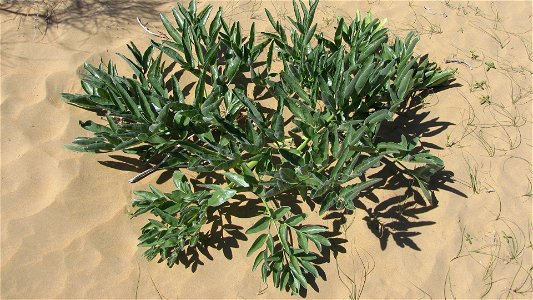 Ferula assa-foetida near the fortress of Ayaz Kala in the republic of Karakalpakstan and the Kyzyl Kum desert in Uzbekistan.