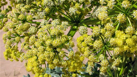 Ferula assa-foetida near the fortress of Ayaz Kala in the republic of Karakalpakstan and the Kyzyl Kum desert in Uzbekistan.