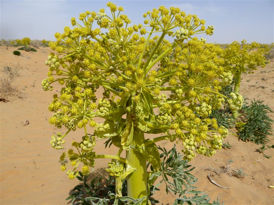Ferula assa-foetida in Kyzylkum Desert, Uzbekistan