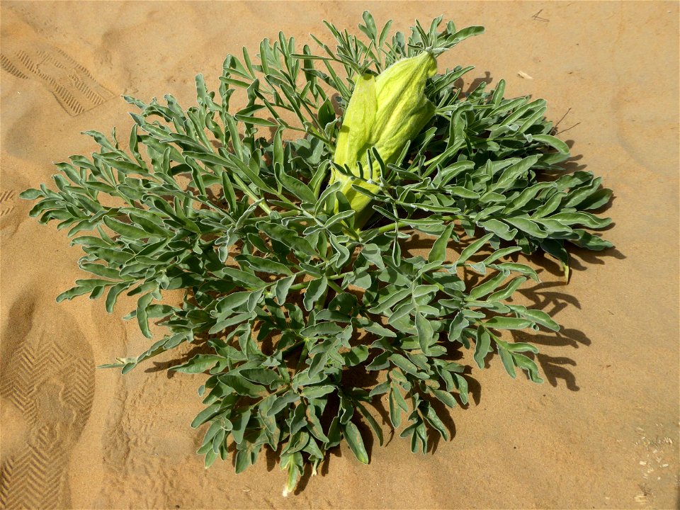 Ferula assa-foetida in Kyzylkum Desert, Uzbekistan