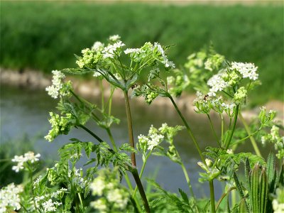 Echter Kerbel (Anthriscus cerefolium) am Kraichbach bei Hockenheim