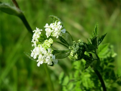 Echter Kerbel (Anthriscus cerefolium) am Kraichbach bei Hockenheim