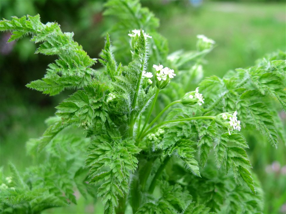 Echter Kerbel (Anthriscus cerefolium) in Hockenheim
