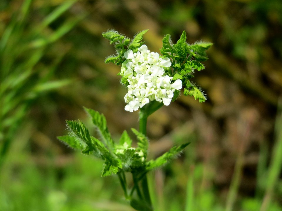 Echter Kerbel (Anthriscus cerefolium) am Kraichbach bei Hockenheim