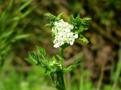 Echter Kerbel (Anthriscus cerefolium) am Kraichbach bei Hockenheim