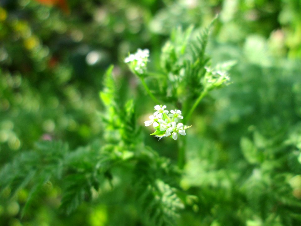 Echter Kerbel (Anthriscus cerefolium) in Hockenheim