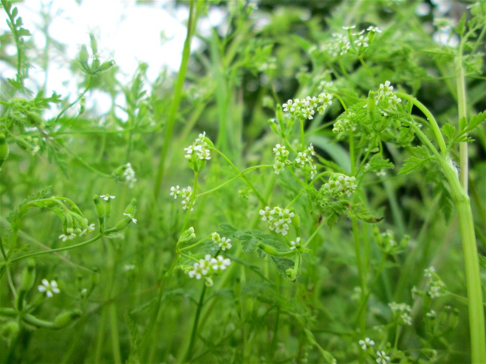 Echter Kerbel (Anthriscus caucalis) auf einer Streuobstwiese in Hockenheim