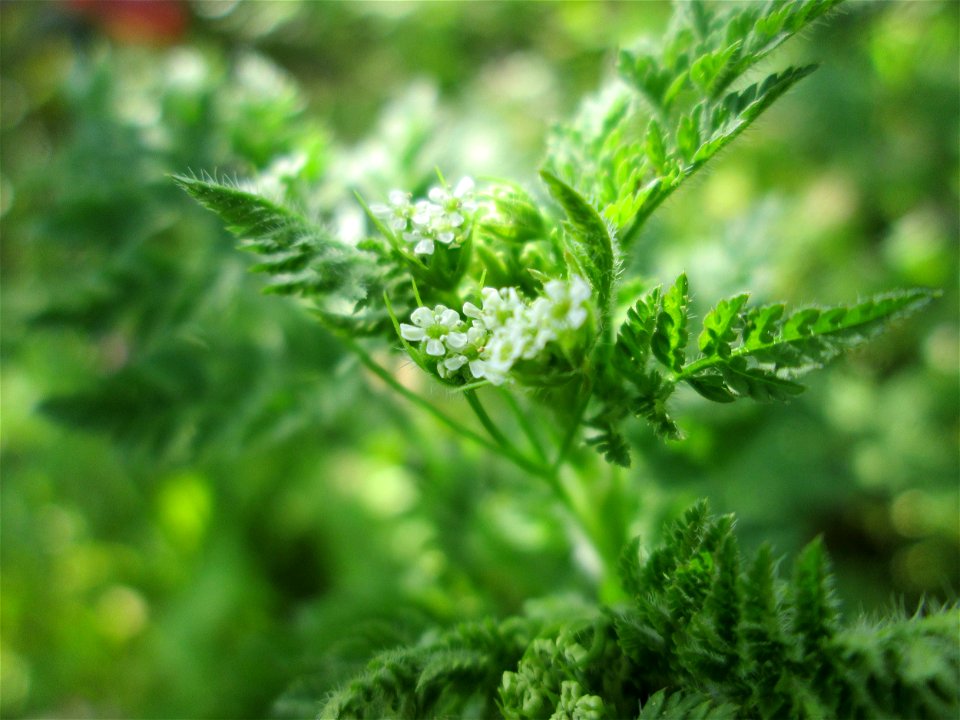 Echter Kerbel (Anthriscus cerefolium) in Hockenheim