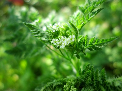 Echter Kerbel (Anthriscus cerefolium) in Hockenheim
