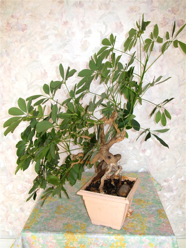 Schefflera arboricola bonsai. Height : 50 cm. Aged 25 years app. Origine : bought 20 years ago.