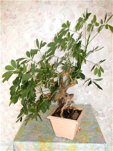 Schefflera arboricola bonsai. Height : 50 cm. Aged 25 years app. Origine : bought 20 years ago.