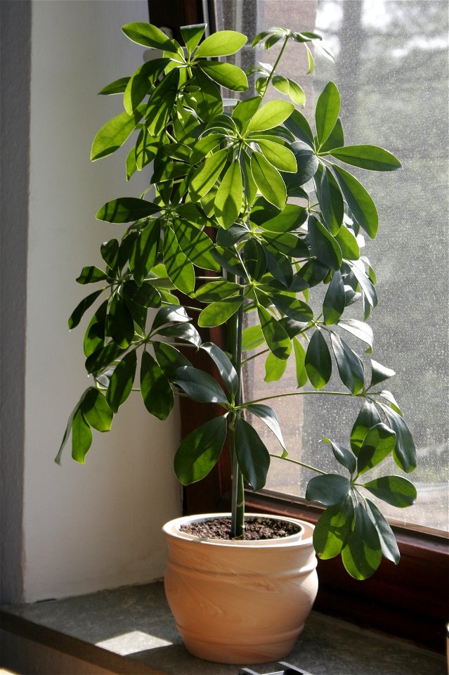 schefflera arboricola(umbrella tree)
