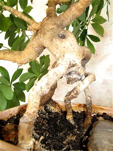 Schefflera arboricola bonsai. Height : 50 cm. Aged 25 years app. Origine : bought 20 years ago.