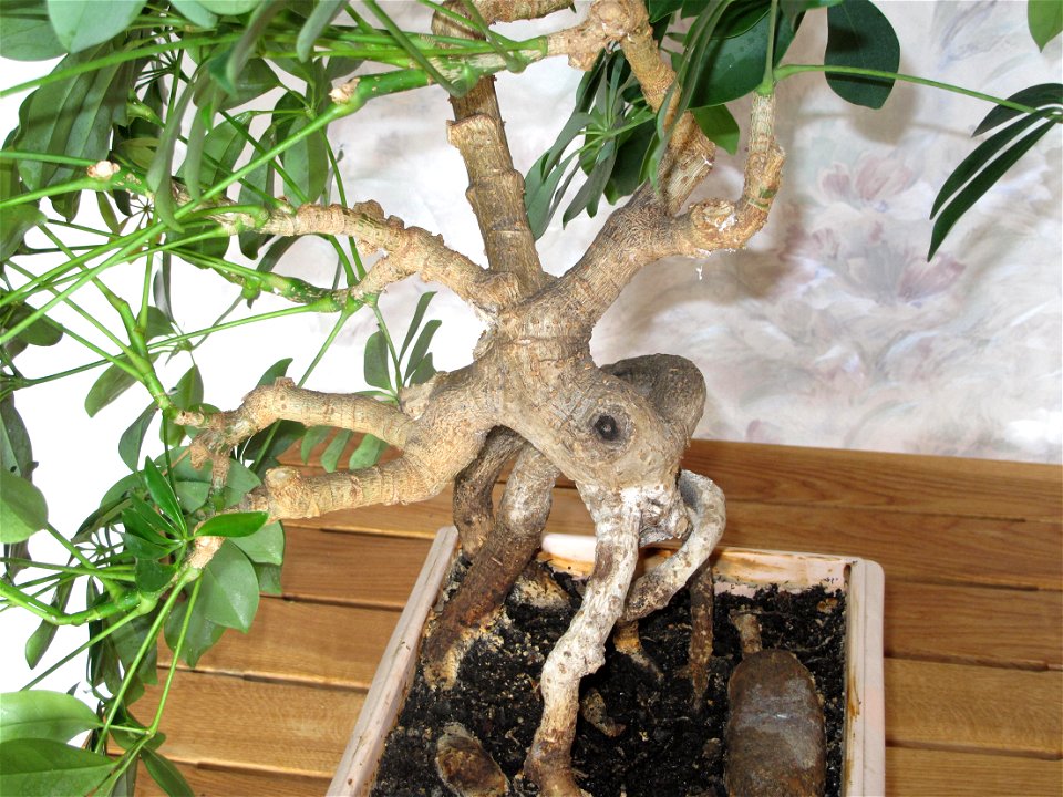 Trunk of Schefflera arboricola bonsai. Height : 50 cm. Aged 25 years app. Origine : bought 20 years ago.