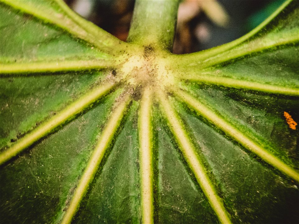 Fatsia japonica (Center part of leaf)