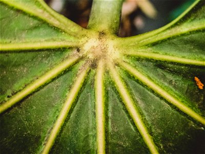 Fatsia japonica (Center part of leaf)
