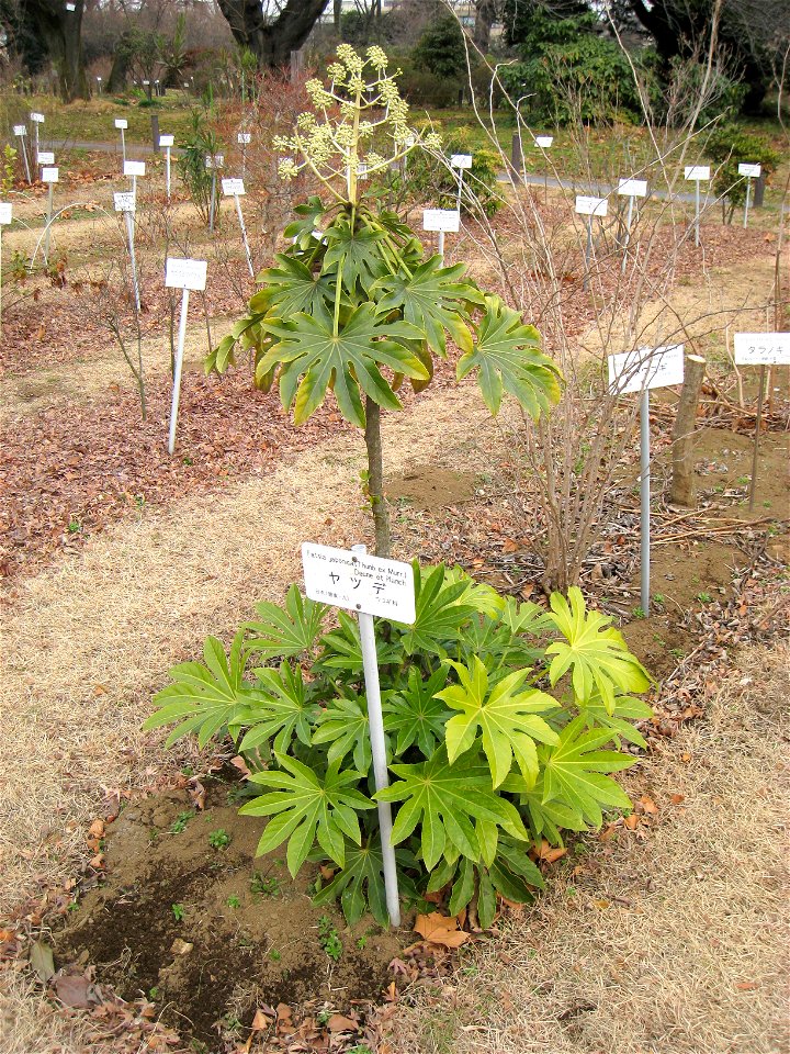 Fatsia japonica in Koishikawa Botanical Gardens, Tokyo, Japan.