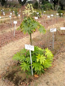 Fatsia japonica in Koishikawa Botanical Gardens, Tokyo, Japan.