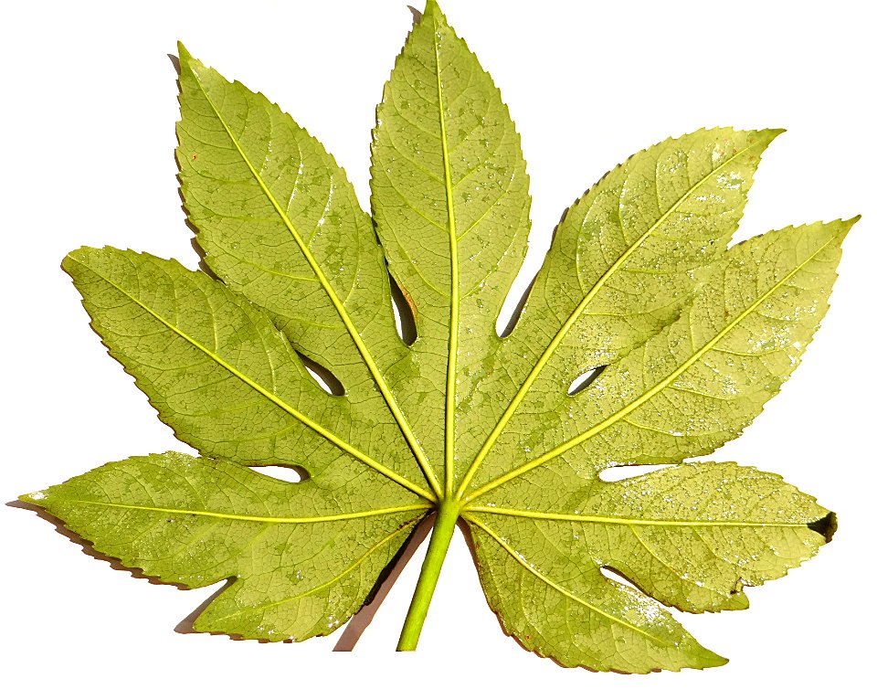 Leaf of fatsia japonica (back). Date: Feb. 14, 2015. Place: Asaka, Saitama, Japan. The photo was manipulated. (Tonecurve adjustment, removal of unwanted objects, application of unsharp filter)