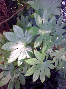 unidentified plant in Japan